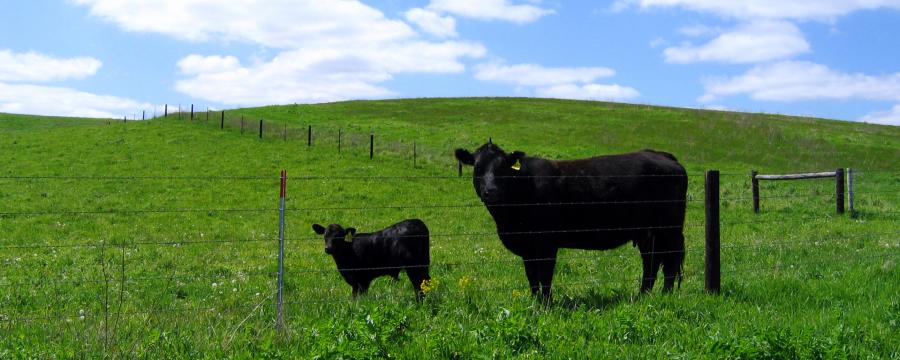 angus beef11 - Market Insight - Elkhorn Valley Packing