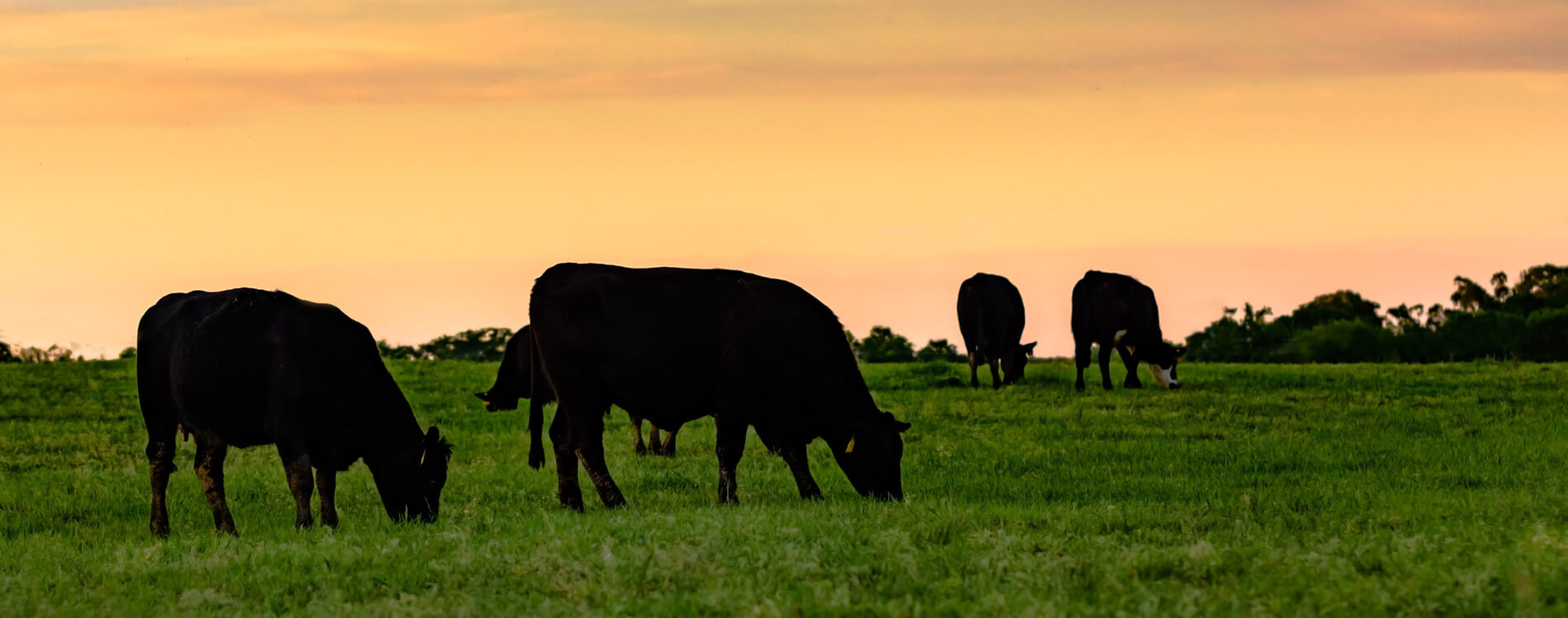 black angus desktop - Our Story - Elkhorn Valley Packing