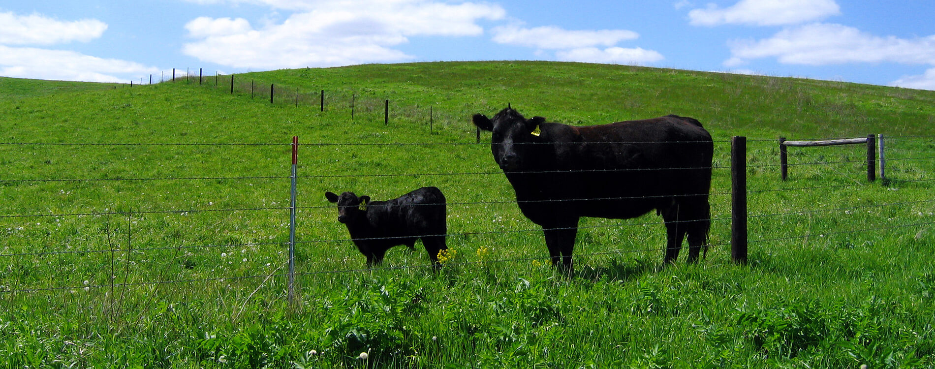 valley pride beef desktop - Home - Elkhorn Valley Packing